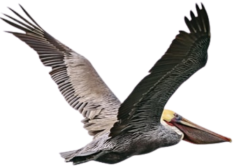 Fliegender Pelican